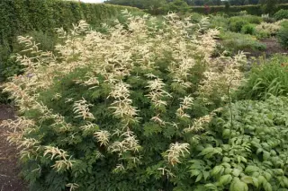 Aruncus 'Horatio'