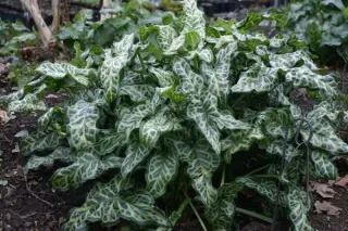 Arum italicum 'White Winter'