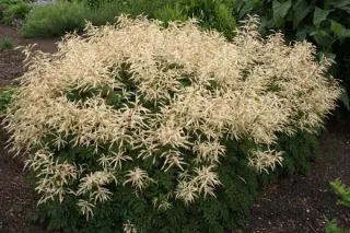 Aruncus 'Johannifest'
