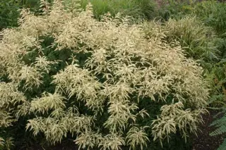 Aruncus 'Sommeranfang'