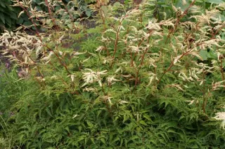 Aruncus 'Woldemar Meyer'