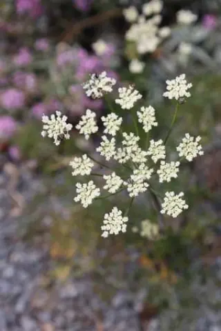 Athamanta cretensis