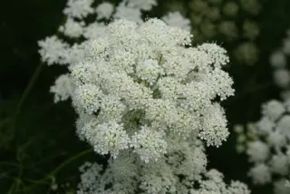 Athamanta turbith haynaldii