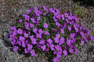 Aubrieta 'Hamburger Stadtpark'