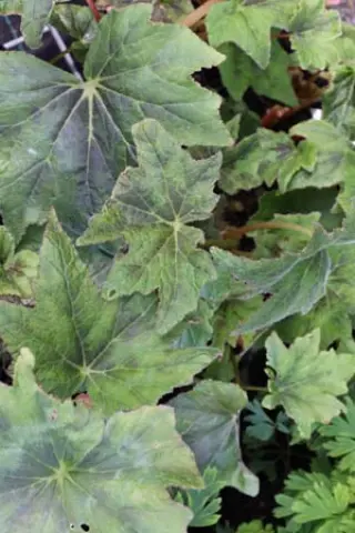 Begonia aff. asperifolia W/O-9082