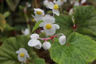 Begonia grandis evansiana 'Alba'