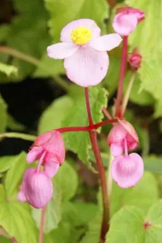 Begonia grandis 'Heron's Pirouette'
