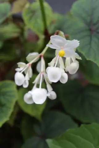 Begonia grandis sinensis 'Snowpop'