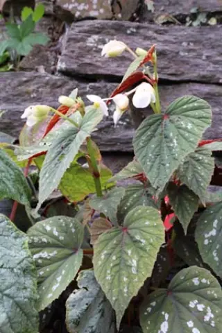 Begonia grandis 'Sparkle And Shine'
