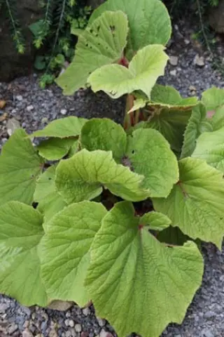 Begonia "Torsa"