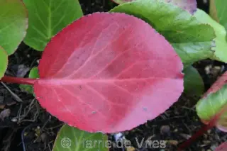 Bergenia 'Baby Doll'