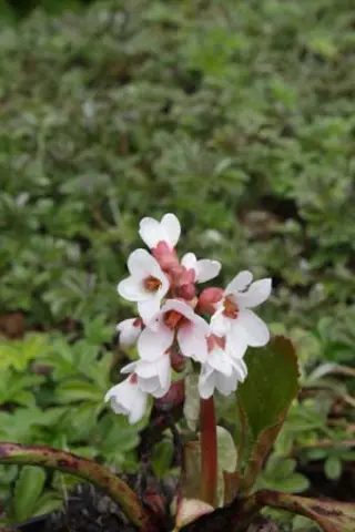 Bergenia 'Bach'