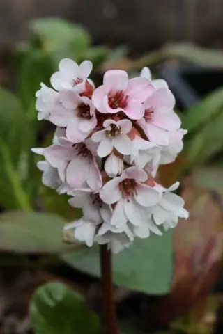 Bergenia 'Beethoven'