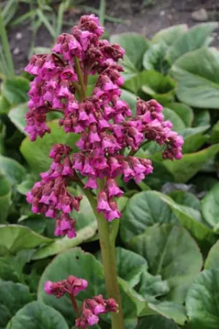 Bergenia 'Borodin'