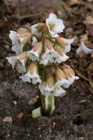 Bergenia 'Brahms'
