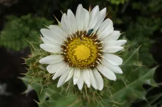 Berkheya cirsifolia