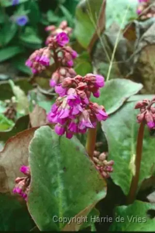 Bergenia 'Eroica'