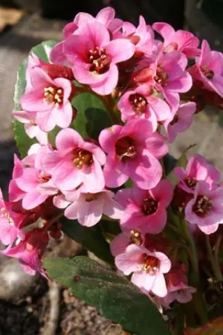 Bergenia 'Pink Dragonfly'