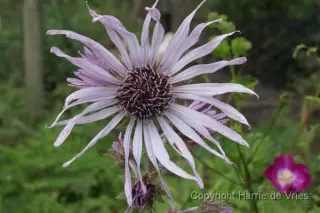 Berkheya purpurea