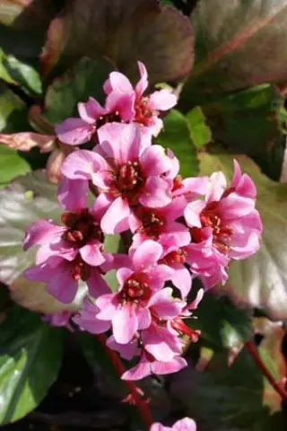 Bergenia 'Rosa Zeiten'