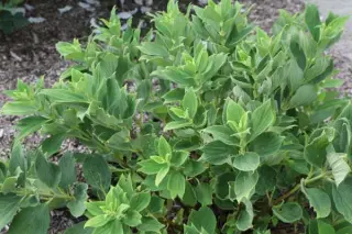 Boehmeria biloba