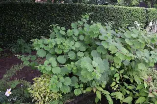 Boehmeria platanifolia (Lushan, China)
