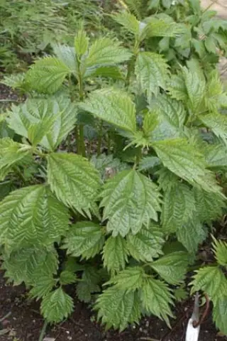 Boehmeria sieboldiana
