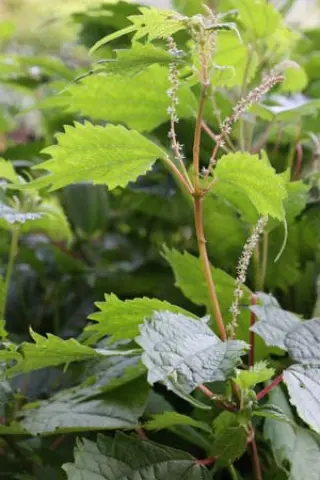 Boehmeria tricuspis var. unicuspis