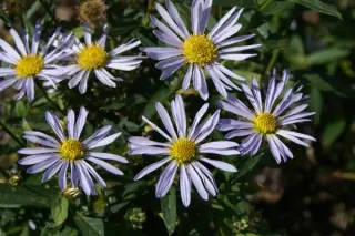 Boltonia asteroides latisq. 'Nana'
