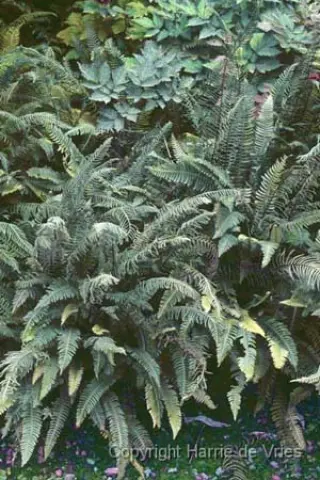 Blechnum spicant