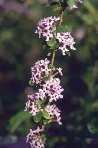Buddleja alternifolia 'Argentea'