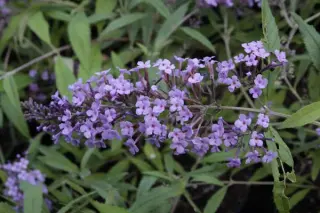 Buddleja davidii 'Wisteria Lane'