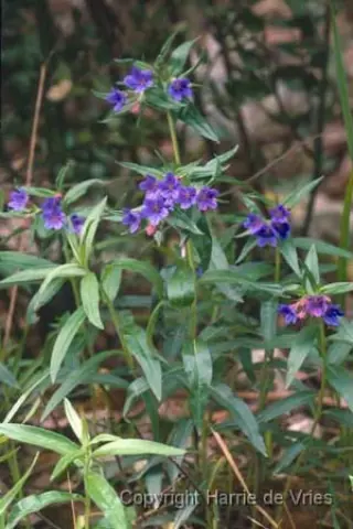 Buglossoides purpurocaerulea