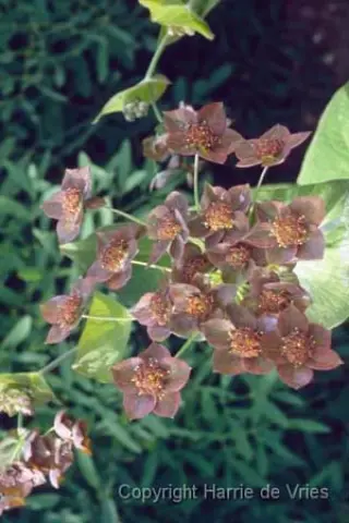 Bupleurum longifolium 'Bronze Form'