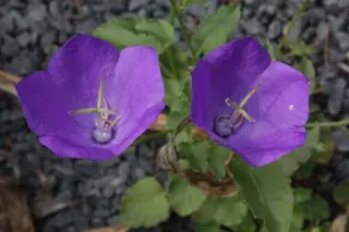 Campanula carpatica 'Deep Bl. Clips'