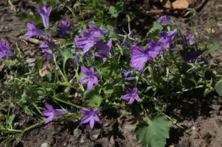 Campanula 'E.k. Toogood'