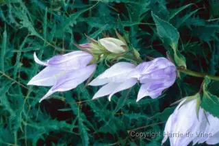 Campanula 'Faichem Lilac'