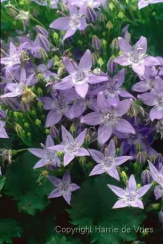 Campanula garganica