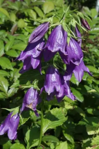 Campanula 'Kent Belle'