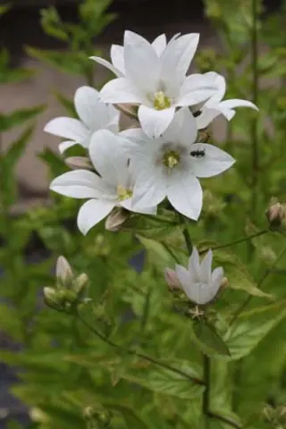 Campanula lactiflora 'Assendon Pearl'