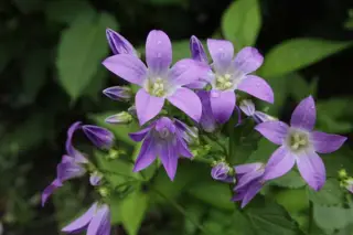 Campanula lactiflora 'Border Blues'