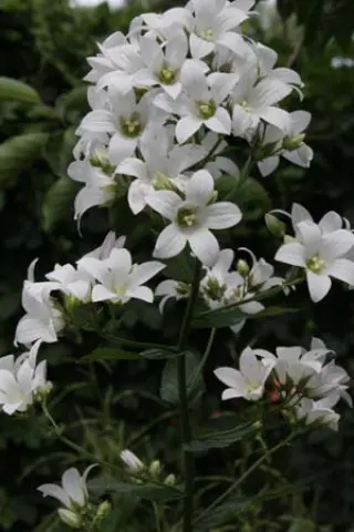 Campanula lactiflora 'Marchant Nimbus'