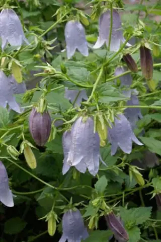 Campanula 'Swannables'