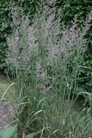 Calamagrostis x acutiflora 'Eldorado'