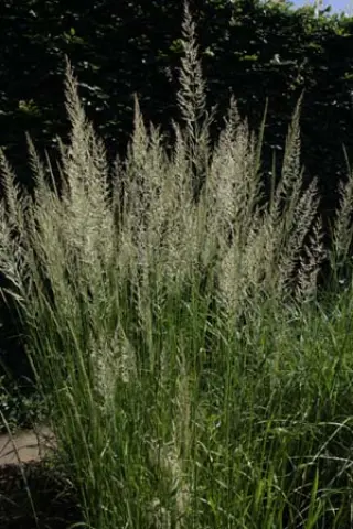 Calamagrostis x acutiflora 'Waldenbuch'
