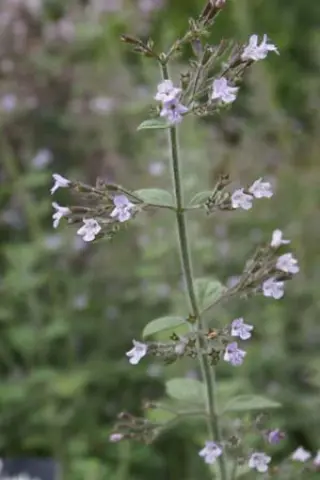 Calamintha nepeta 'Blue Cloud'