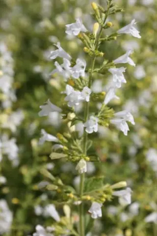 Calamintha nepeta 'White Cloud'