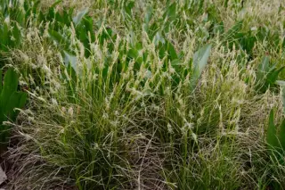Carex alba
