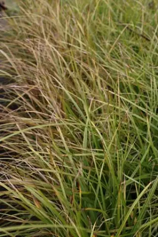 Carex aurea