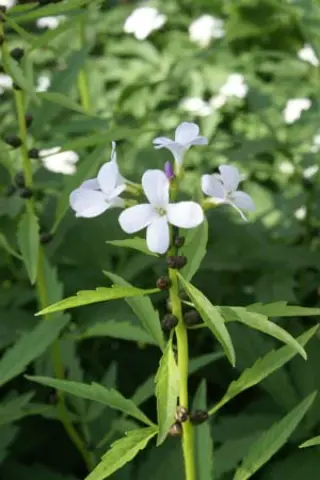 Cardamine bulbifera